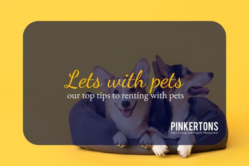 Lets with pets - our top tips to renting with pets